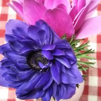 にゃんもん 会員画像