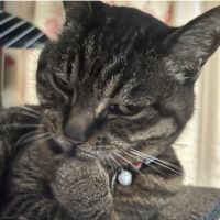 ニャンズ4 会員画像