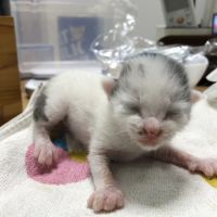 るっぺちん 会員画像