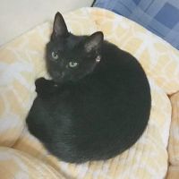 geropon 会員画像