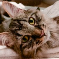 neko1014 会員画像