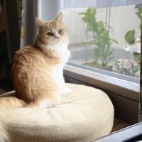 kinakomoti 会員画像