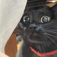 のらうめ 会員画像