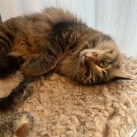 まおさち 会員画像