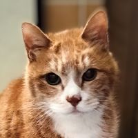トトミーさん