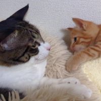 ontakeさん