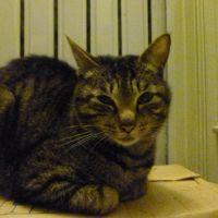 マイケルちゃん 会員画像