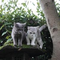 バースト 会員画像