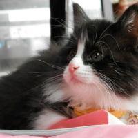 キャット 会員画像