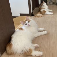 ちばこさん