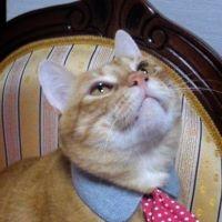 あぃごまいける 会員画像
