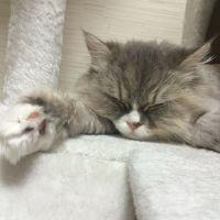 ゆかす 会員画像