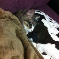 nanael 会員画像
