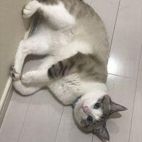 よしむ 会員画像