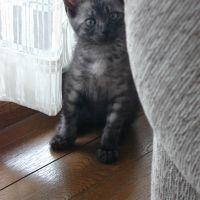 ネコおやじ 会員画像