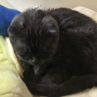 ネコクッキー 会員画像