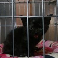 猫好きロッカー 会員画像