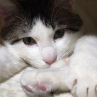 ねねこ♪ 会員画像