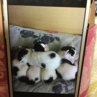 コテツ25 会員画像