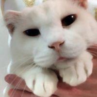 しろたろう 会員画像