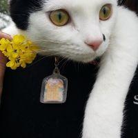ほしの島のにゃんこ 会員画像
