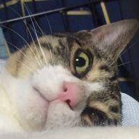 ねこた♪ 会員画像