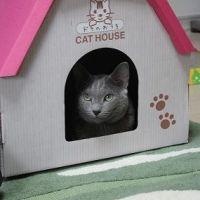 まる猫 会員画像