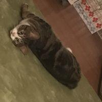 Momogm 会員画像