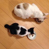 ちずまるかん 会員画像