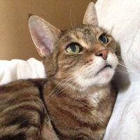 living2catsさん