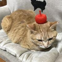 チビ太のパパ 会員画像