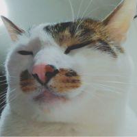 こたろう100% 会員画像
