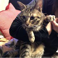 catラブ29 会員画像