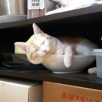 会員画像