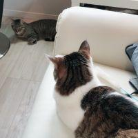 たまちゃにさん