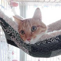 クランプ 会員画像