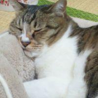 シホ. 会員画像