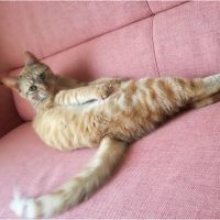 きぬやん 会員画像
