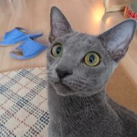 ハル吉 会員画像
