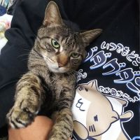 おうめ猫の会 担当ブラックみよ 会員画像