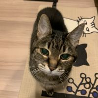 シマシマの猫 会員画像