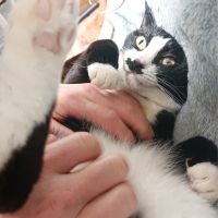とぴぴ 会員画像
