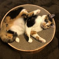 こつぶっこ 会員画像