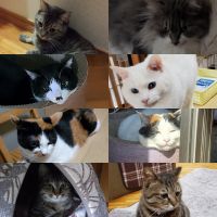 キャットレディさん