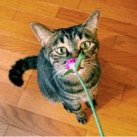 binonさん