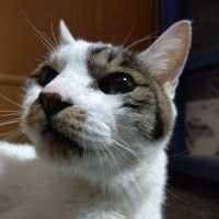 シェイク 会員画像