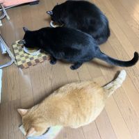 チョン吉マム 会員画像