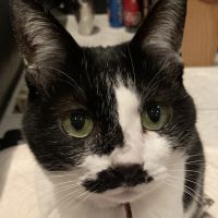 ナナハチココ丸 会員画像