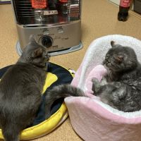 子猫探し中❁先住猫2匹 会員画像