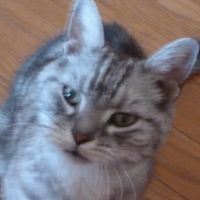 こは2 会員画像